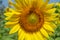 Closeup summer bright beautiful yellow happy sunflower showing pollen pattern and soft petal with blurred field and sky background