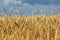 Closeup summer golden wheat field under a  cloudy sky