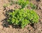 Closeup of a Sun Spurge plant in the soil