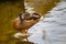 Closeup of a Sunda teal standing on a rock above water