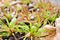 Closeup Sundew carnivorous plant ,Drosera anglica ,insectivorous plants, meat-eating, sticky carnivorein a life saving sponge ,gre