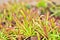 Closeup Sundew carnivorous plant ,Drosera anglica ,insectivorous plants, meat-eating, sticky carnivorein a life saving sponge ,gre