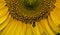 Closeup sunflower and bee flying collect pollen