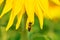 Closeup Sunflower with bee on green background