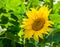 Closeup of a sunflower in bloom during summer season, popular decorative garden flower, nature background