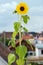 Closeup of a sunflower in blow