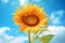 Closeup_sunflower_with_blue_sky_1690599530616_3