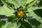 Closeup of a Sunflower bud, Helianthus annuus, beginning to bloom