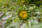 Closeup of sunflower buds.