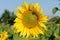 Closeup of sunflower center, with exposed nectar, with bee and fruit flies