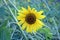 Closeup of sunflower on farm. Portrait landscape