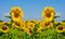 Closeup sunflower field with flowers
