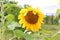 Closeup of Sunflower Growing