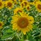 Closeup of a sunflower growing in a garden amongst greenery in nature during summer. Yellow flowering plants beginning