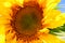 Closeup of sunflower. Helianthus annuus with bright yellow petals