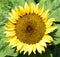 Closeup of a Sunflower,  Helianthus annuus, at a flower farm