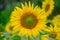 Closeup sunflower and  nature background