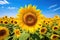 Closeup of a sunflower in a plantation.