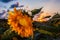 Closeup of Sunflower at sunset