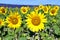 Closeup sunflowers in France