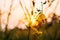 Closeup Sunhemp or Crotalaria juncea flower field