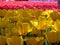 Closeup of sunlight brightening blooming golden tulips on red tulip background in spring