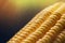 Closeup of sunlit yellow corn kernels, set in neat rows