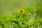 Closeup of sunroot flowers (Jerusalem artichoke) growing in a meadow