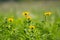 Closeup of sunroot flowers (Jerusalem artichoke) growing in a meadow