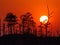 Closeup of sunset at Blackwater National Wildlife Refuge in Maryland