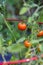 Closeup of `Super Sweet 100` tomatoes growing in a garden, both ripe and unripe