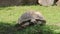 Closeup of swallowing food by African spurred tortoise. Centrochelys sulcata tries to organize as much grass as possible in the sh