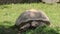 Closeup of swallowing food by African spurred tortoise. Centrochelys sulcata tries to organize as much grass as possible in the sh