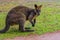 Closeup of a swamp wallaby, portrait of a kangaroo from Australia