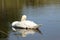 Closeup of swan cleaning feathers on rippled lake with reflections