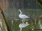 closeup of Swan enjoying evening siesta