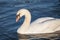 Closeup on a swan, a headshot portrait of a black and white individual with its typical curved neck and orange beak.