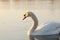 a closeup of swan on lake during sunrise lonely at dawn