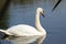 Closeup of swan swimming on water with reflections on rippled lake