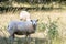 Closeup of a Swedish Gute sheep in a field behind a metallic fence against blurry sheep