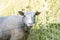 Closeup of a Swedish Gute sheep in a field behind a metallic fence staring at the camera