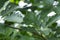 Closeup of Swedish whitebeam, Sorbus intermedia leafs