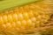 Closeup sweet corn cob in peel