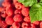 Closeup sweet raspberries