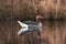 Closeup of a swimming greylag in a lake