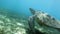Closeup of swimming sea turtle