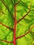 Closeup of Swiss chard leaf or silverbeet