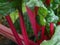 Closeup of Swiss Chard Stalks