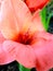 Closeup of sword lily also called gladioli. Gladiolus flower blossom.