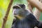 Closeup of Sykes` monkey White throated monkey, Samango monkey Old World monkey in Manyara, Tanzania, Africa